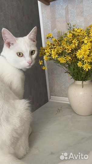 Кошка в добрые руки