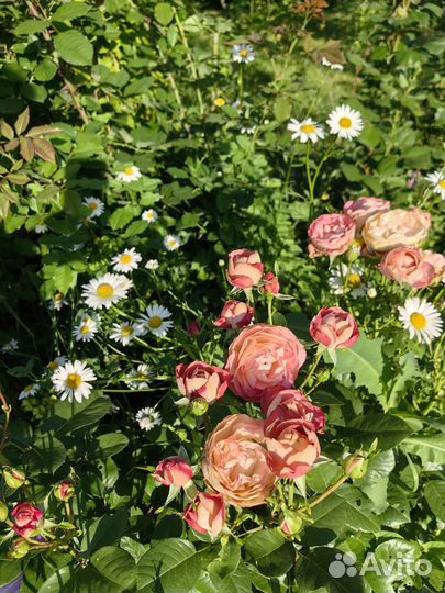 Нивянник, садовая ромашка, многолетник