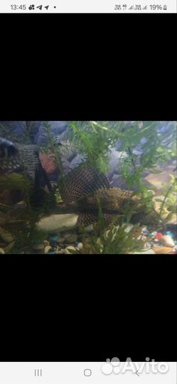 Парчевый сом