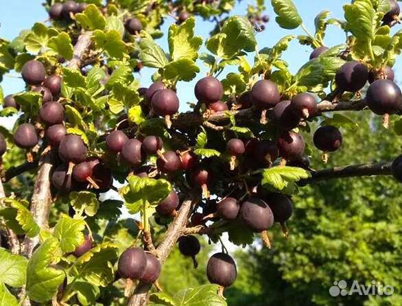 Йошта саженцы