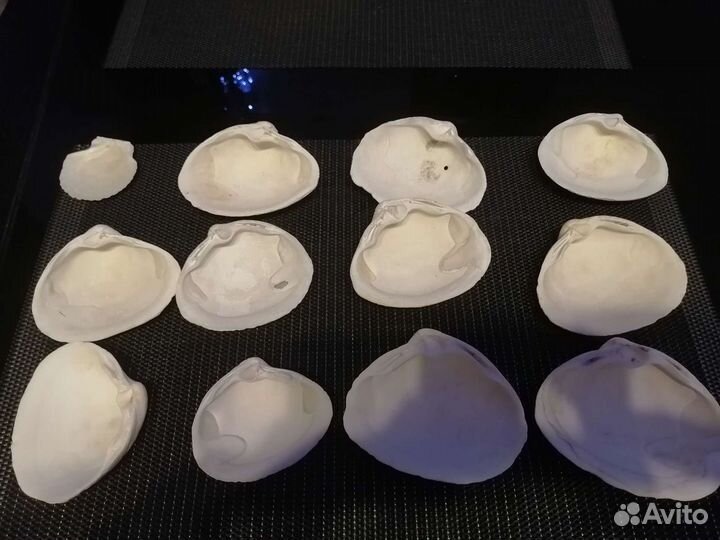 Ракушки декор