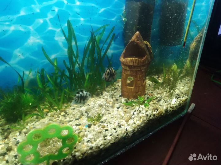 Аквариумные рыбки