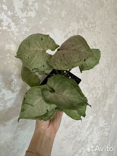 Филодендрон Мамей