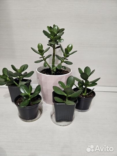 Толстянка денежное дерево