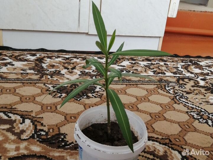 Олеандр красный