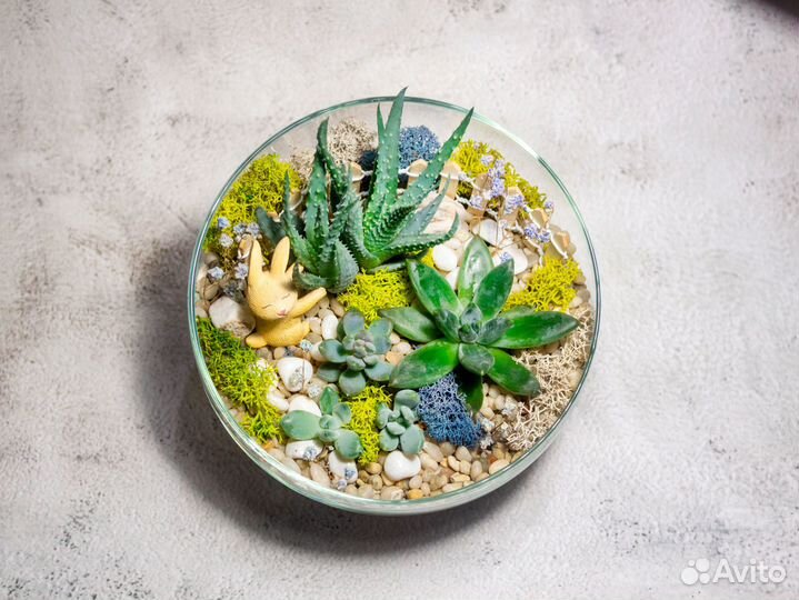 Флорариум зайка