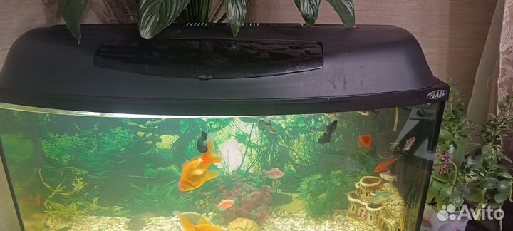 Аквариум с рыбками