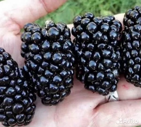 Куст ежевики