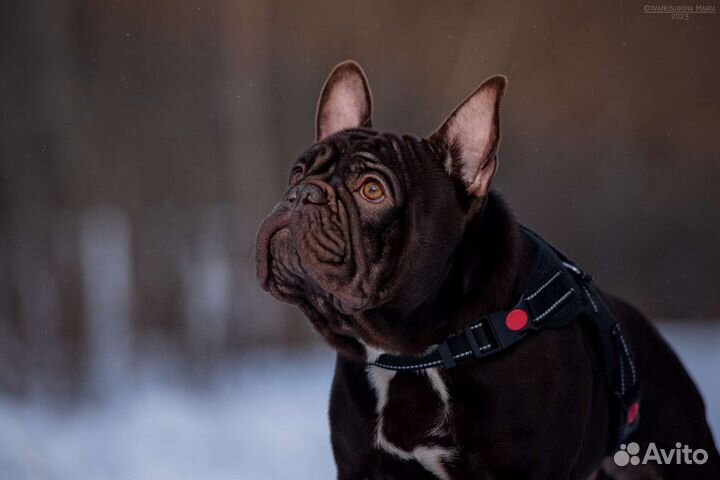 Французский бульдог кобель вязка