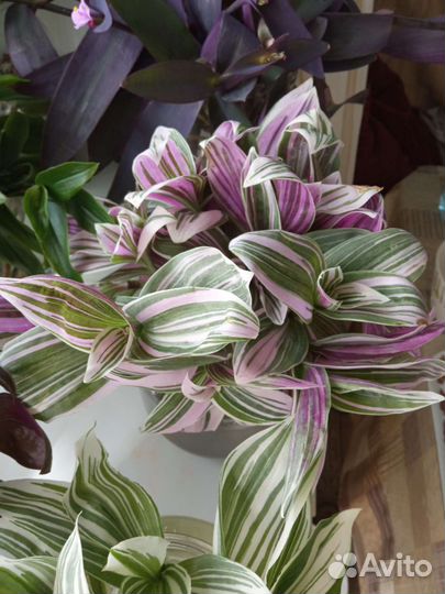 Традесканция