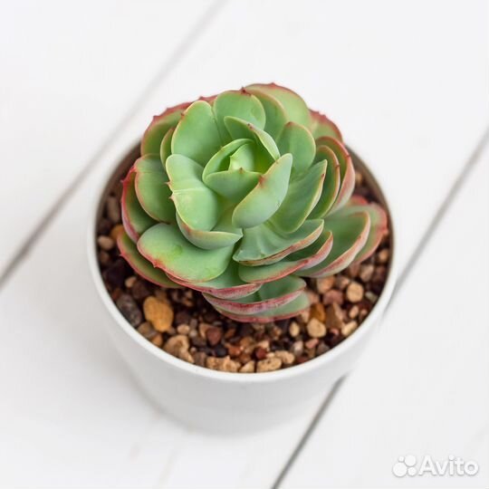 Суккулент эчеверия Пич Прайд (Peach Pride)