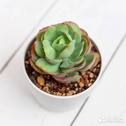 Суккулент эчеверия Пич Прайд (Peach Pride)