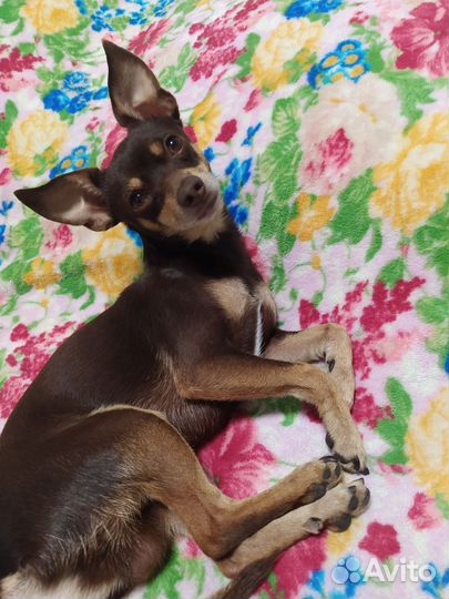 Вязка той-терьер