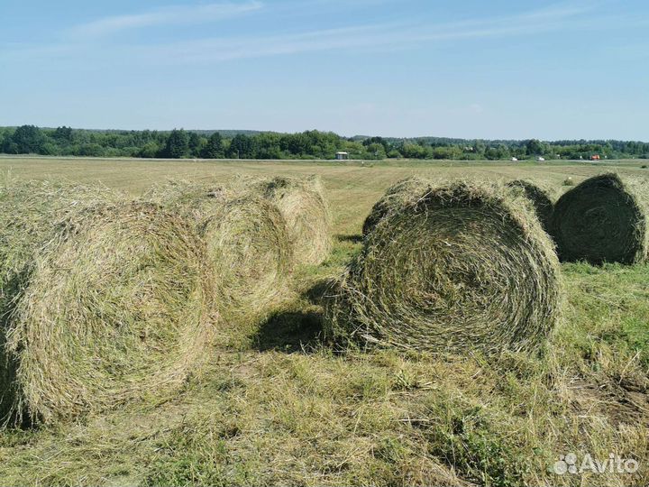 Сено в рулонах люцерна 2023