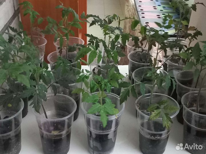 Рассада помидор
