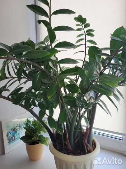 Замиокулькас