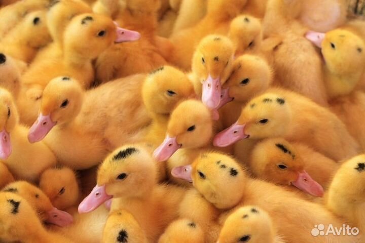 Подрощенные Цыплята, Утята