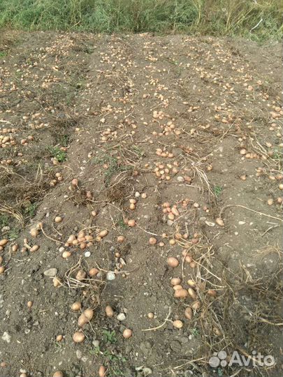 Семенной картофель королева анна и розовый