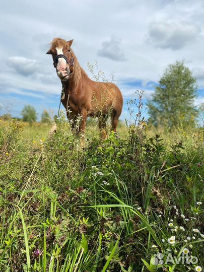 Советский тяжеловоз