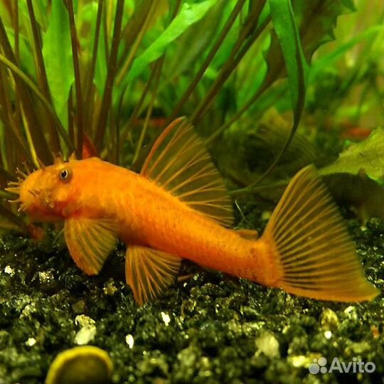 Анциструс супер ред