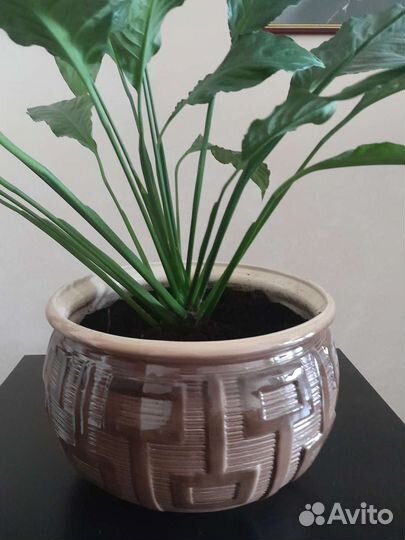 Спатифиллюм