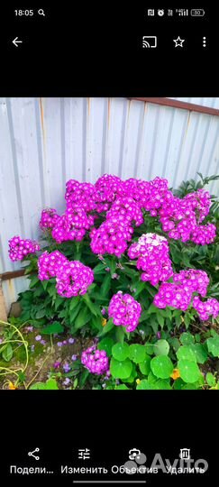 Многолетние садовые цветы