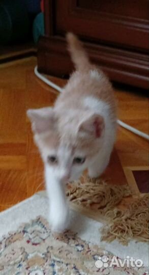 Кошка в дар бесплатно