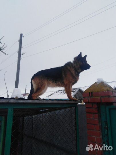 Кобель немецкой овчарки для вязки