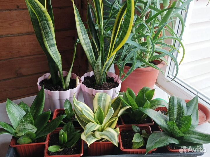 Сансевиерия сортовая