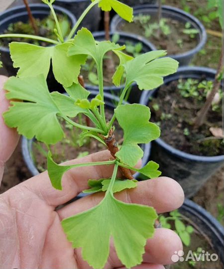 Растение Гинкго билоба