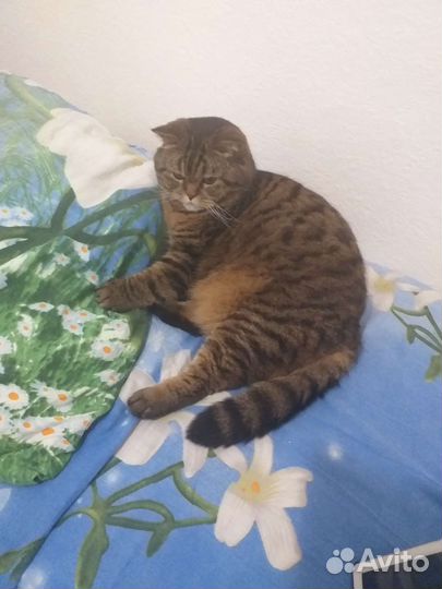 Передержка животных