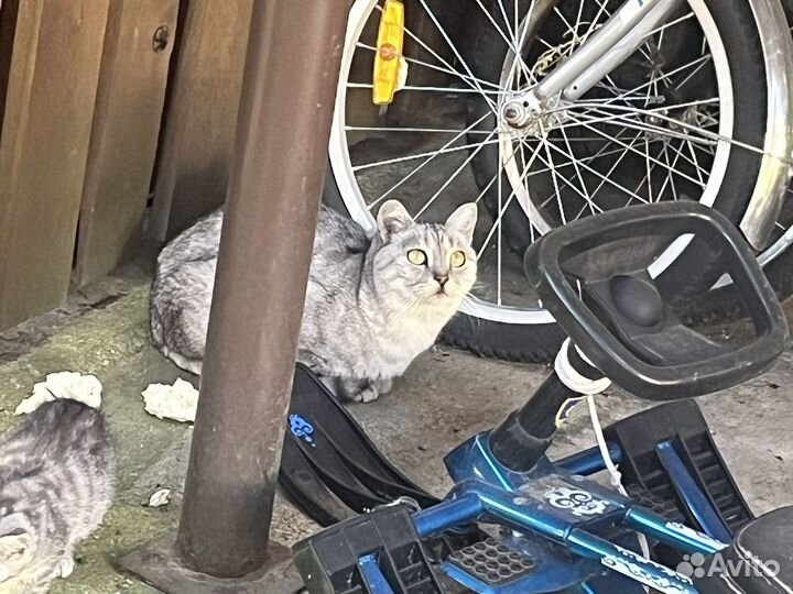 Кошка