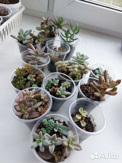 Суккуленты