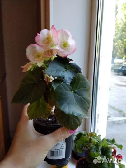 Бегония элатиор