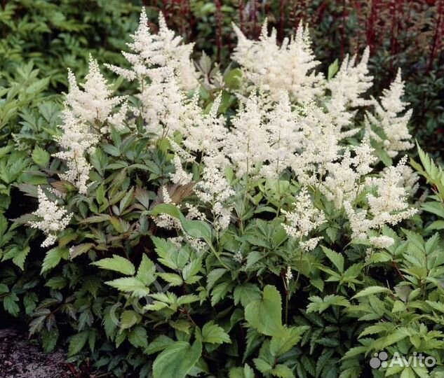 Астильба японская Gladstone, белая
