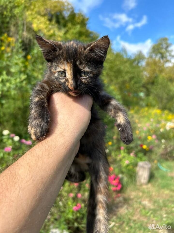 Котята в добрые руки бесплатно