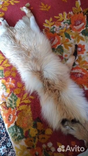 Шкурка лисы