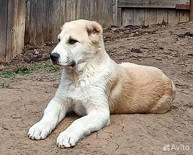 Собаки щенки