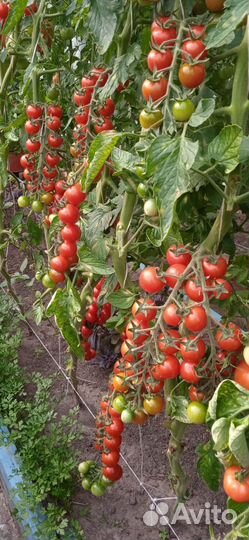 Помидоры домашние