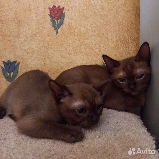 Бурманский котенок