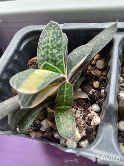 Алоэ вера лечебный