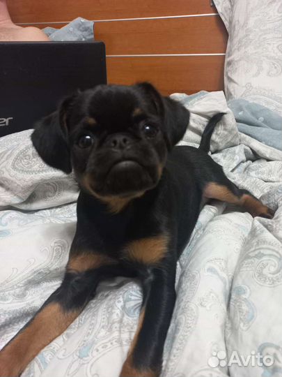 Пти брабансон