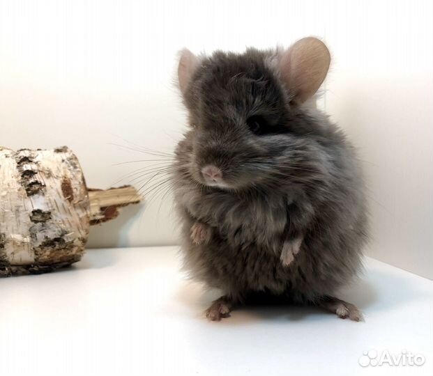 Шиншилла Ангора
