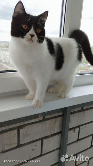 Британские котята