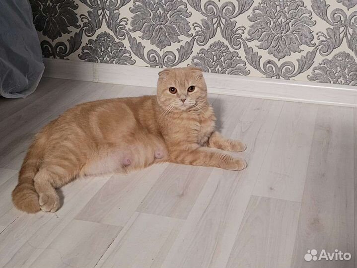 Шотландские вислоухие девочки