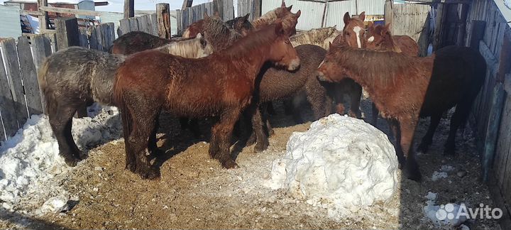 Лошади молодняк 2 х летки с откорма