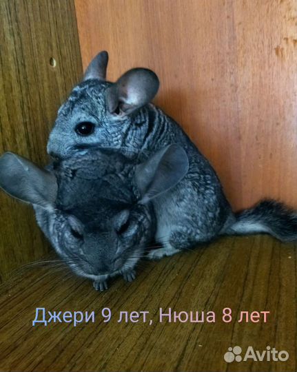 Шиншилла