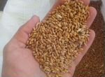 Пшеница кормовая доставка возможна