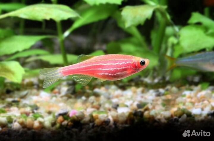 Данио розовый (Brachydanio rerio)