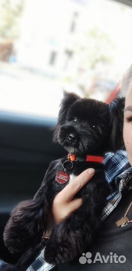 Йоркширский терьер вязка не продажа